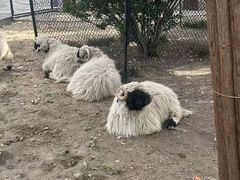 -保定市动物园