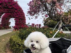 -东莞植物园