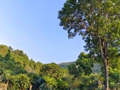 -深圳仙湖植物园