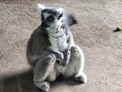 -大连森林动物园