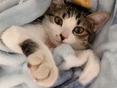 -关爱宠物医院·猫科中心·消化科(滨湖万达分院)