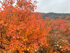 -北京十三陵国家森林公园蟒山景区