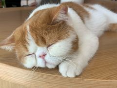 -飞行喵MR PILOT|猫舍·猫咖(静安大融城店)