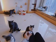 -Catmate·猫肥家润(金润铂宫店)
