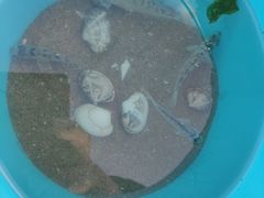 -南汇新城海滩