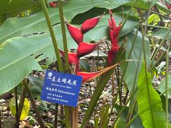 -中国科学院西双版纳热带植物园