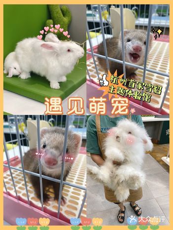 杭城首家雪貂主题体验馆 | 遇见萌宠