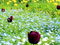 -上海共青森林公园