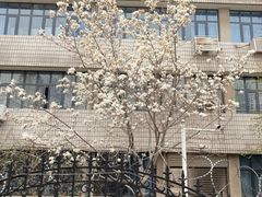 -桃花堤公园