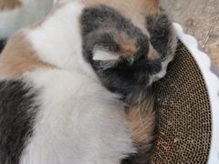 -福尔喵斯探案馆实景搜证·沉浸式剧本杀