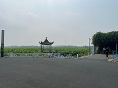 -荷花荡