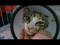 -瑞派旺宝宠物医院·犬猫全科综合·尿道专科(莲兴院)