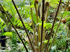 -昆明植物园
