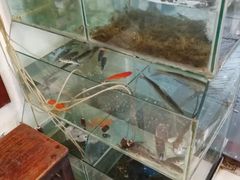 水产区-观桥阁(锦溪店)