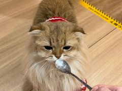 -猫小主咖啡·猫咖cat cafe(福田店)