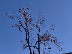 -Blueglass酸奶(世纪金源购物中心店)