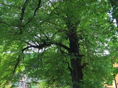 -永州阳明山国家森林公园