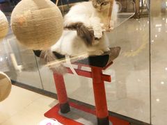 -momokira米努特·德文卷毛猫·棉花面纱犬
