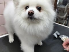 -FAELING PETS美天灵宠物(富力广场店)
