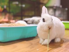 -藦茜花园宠物主题亲子互动体验馆(国顺东路店)