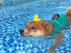 -汪说喵讲宠物乐园宠物酒店(红星美凯龙店)