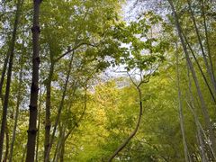 -上海佘山国家森林公园天马山园