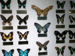 -上海昆虫博物馆