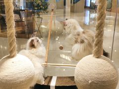 -momokira米努特·德文卷毛猫·棉花面纱犬
