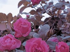 -长春公园(普阳街道)