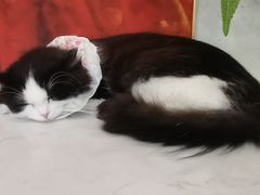-共舞时光猫咖·狗咖(新街口店)