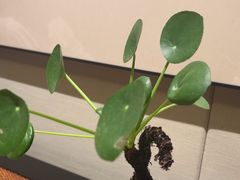 -王府茶楼茶宴·创意菜(大观园总店)
