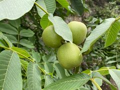 -大渡河峡谷国家地质公园