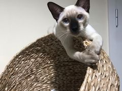 -创凡宠物医院·骨专科  猫科中心(西乡分院)