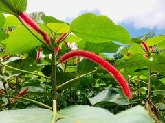 -中国科学院西双版纳热带植物园