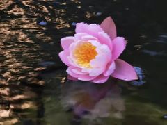 -阿细汉菜(本地盐帮菜名店)