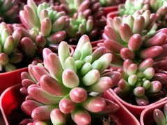 -杭州湾海上花田景区