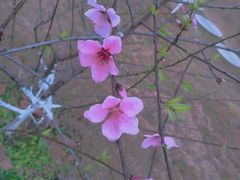 -神光山国家森林公园