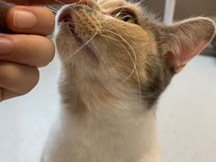 -Cappucimeow猫咪咖啡馆(韦伯时代店)