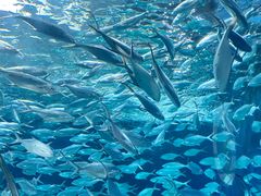 -上海海洋水族馆