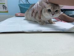 -纳吉亚猫专科动物医院博雅分院