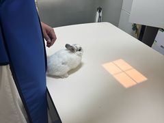 -瑞派宠物医院·24h·骨外科·皮肤科·全科宠物医疗转诊中心(沈阳浑南院)