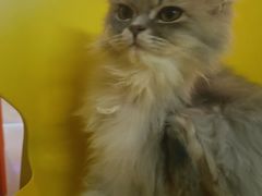 -平行世界·猫咖(首经贸店)