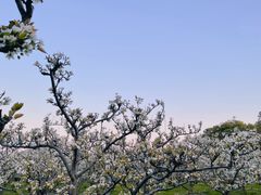 -树山生态村