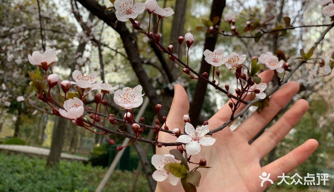 百花齐放