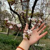 百花齐放