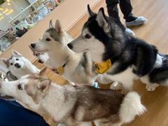 -Husky Go! 哈士奇体验馆·宠物咖啡厅狗咖