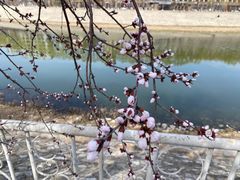 -桃花堤公园