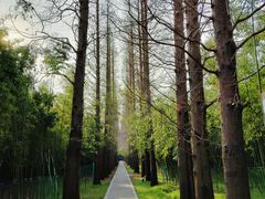 -同里国家湿地公园