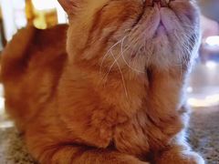 -more than meow吴止猫主题餐厅(承德 中船汇店)