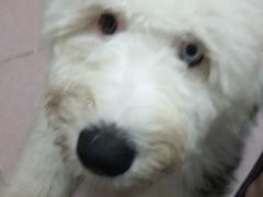 -爱诺耐芙动物医院(万博店)